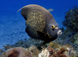 This image of a French Angelfish was taken between the bo... by Steven Anderson 